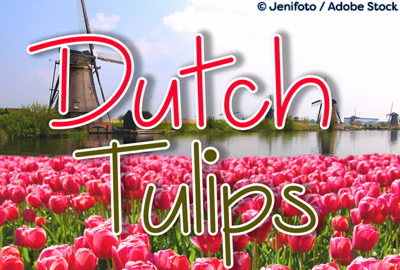 Dutch Tulips: A Refined Script Font for Small Business Branding